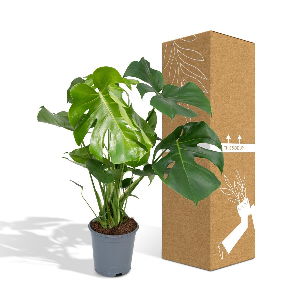 Monstera Deliciosa - Lochpflanze - Ø21cm - ↕65cm
