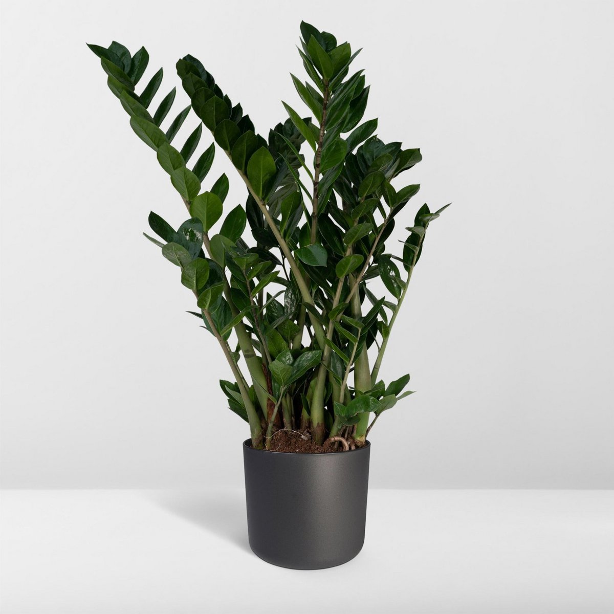 Zamioculcas Zamiifolia - Smaragdpalme - Ø21cm - ↕80cm
