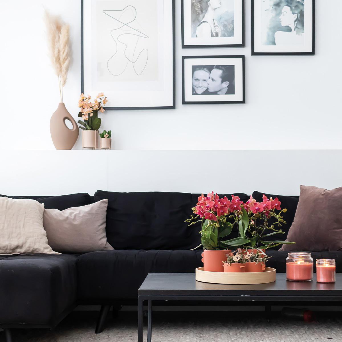 Deal von 2 roten Phalaenopsis -Orchideen - Kongo - Potmate Ø9cm -Firming -Raumpflanze - frisch vom Züchter