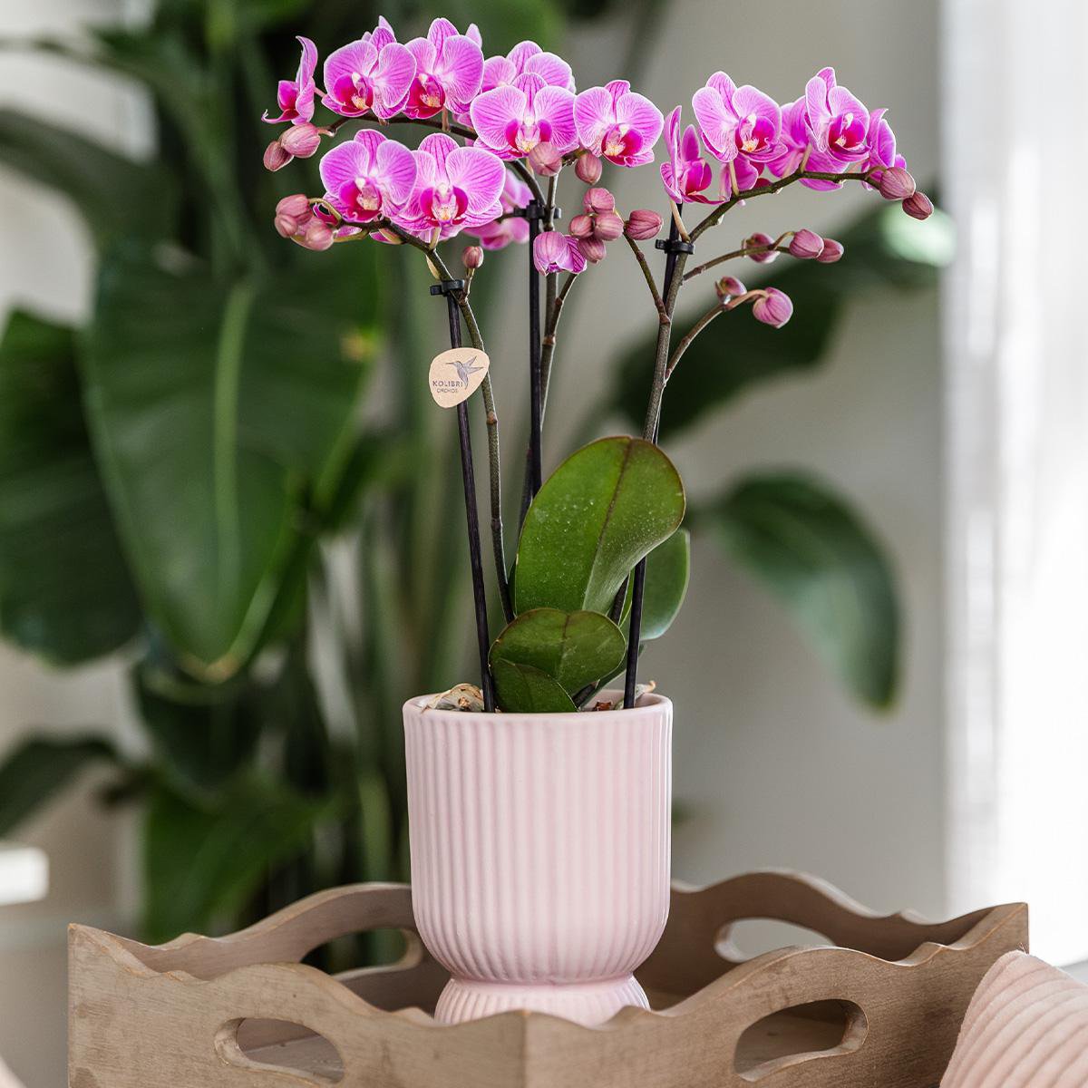 Orchideen | Rosa-lila Phalaenopsis-Orchidee - El Salvador + Diabolo-Rosa - Topfgröße Ø9cm | blühende Zimmerpflanze – frisch vom Gärtner