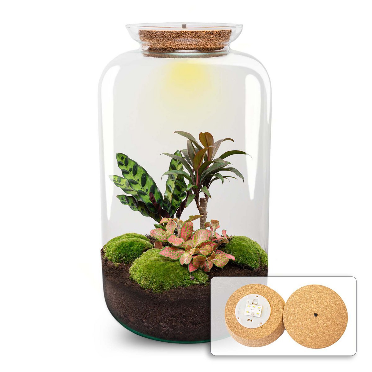 Terrarium-Bausatz – Sven Palm – Flaschengarten – ↑ 43 cm