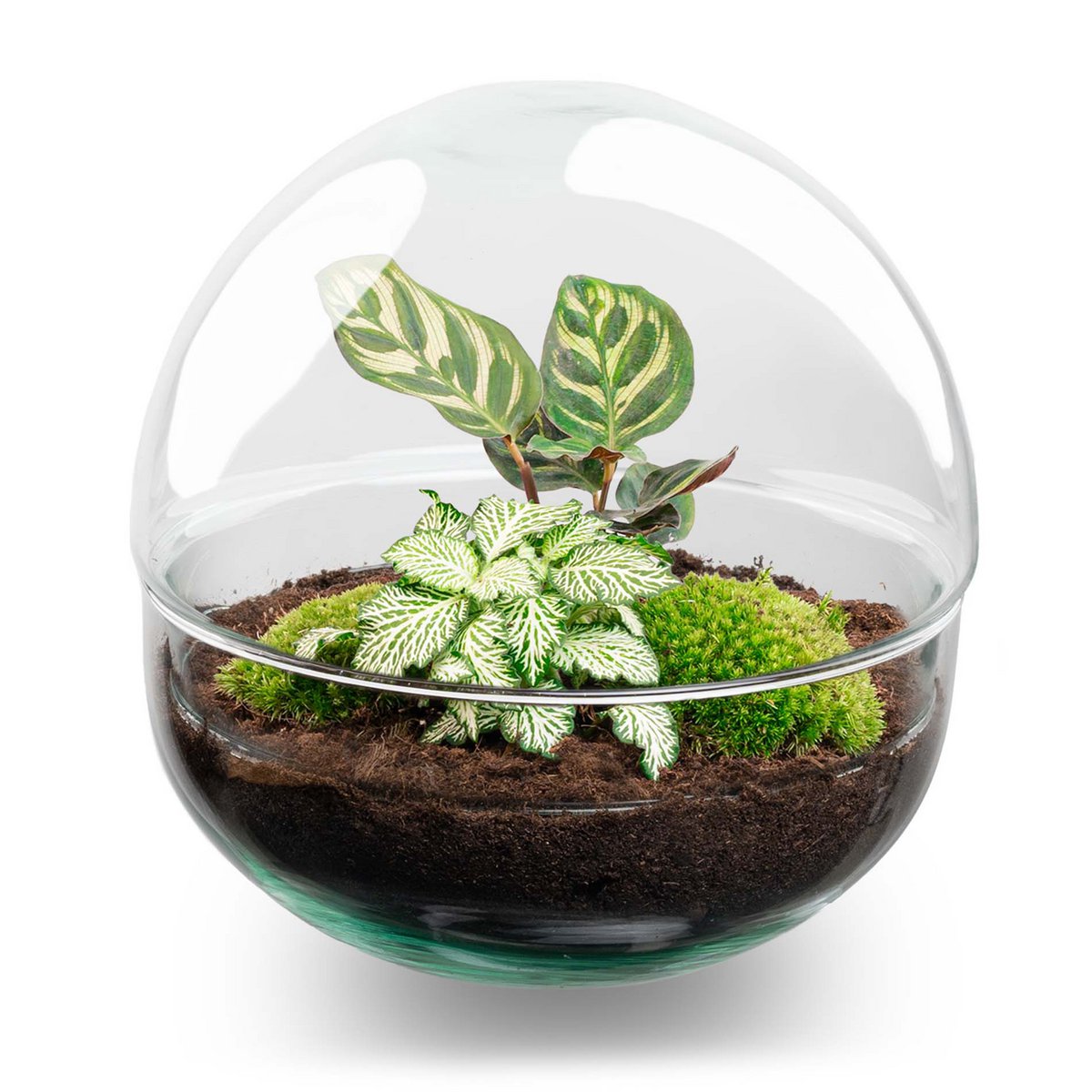 Terrarium-Bausatz – Kuppel – Flaschengarten – ↑ 20 cm