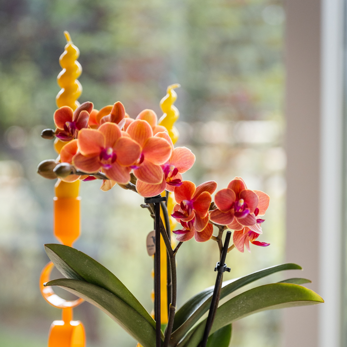 Orangefarbene Orchidee Bozen + Hieroglyphen-Dekotopf gebrochenes Weiß - Topfgröße Ø9cm | blühende Zimmerpflanze – frisch vom Züchter