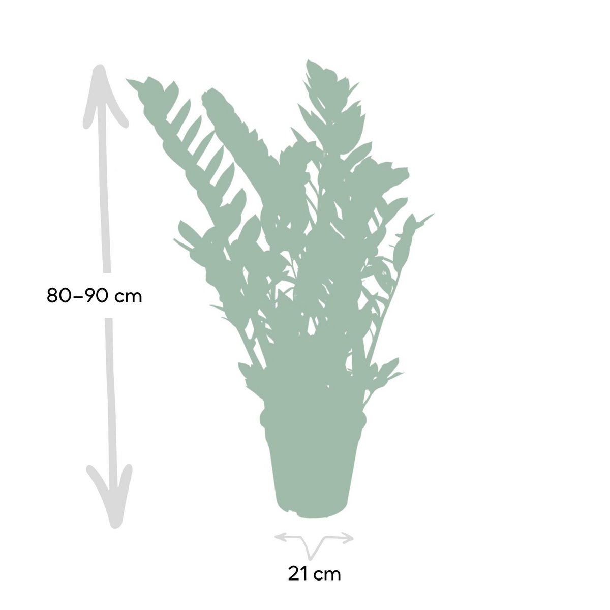 Zamioculcas Zamiifolia - Smaragdpalme - Ø21cm - ↕80cm