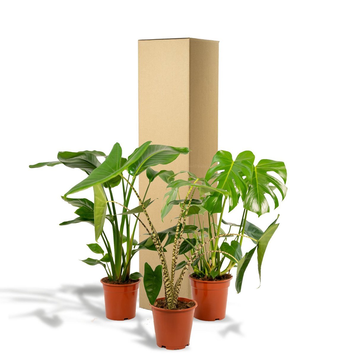 Monstera delyiciosa - ↨75cm - Ø21cm + Alcasia Zebrina - ↨75cm - Ø19cm + Strelitzia Nicolai - ↨85cm - Ø19cm