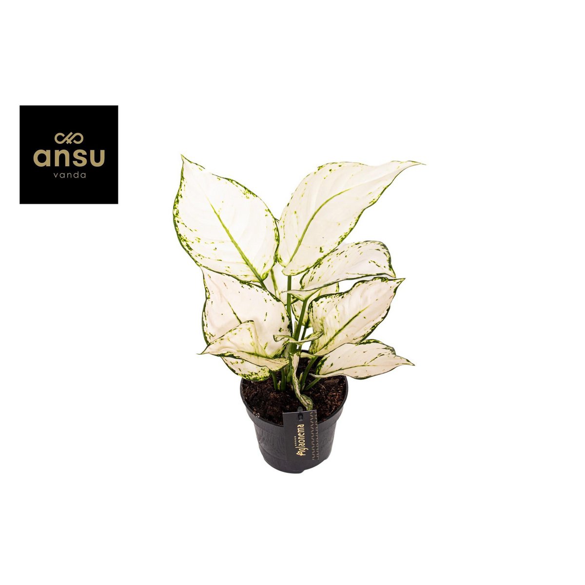 Aglaonema White Joy - Ø12cm - ↕35cm