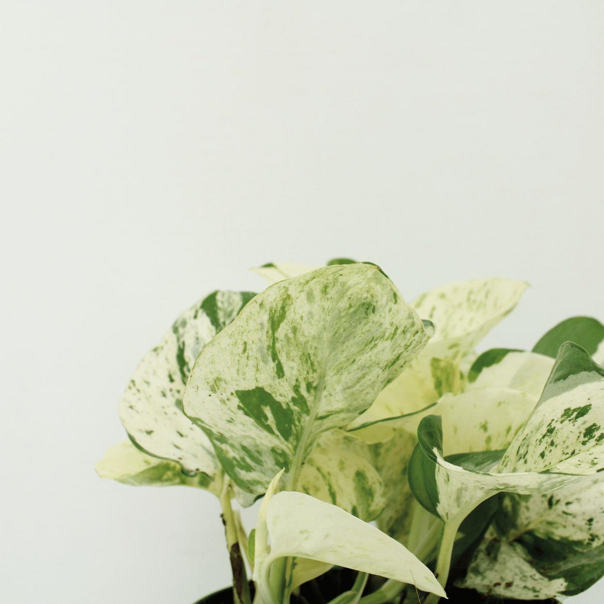 Epipremnum Happy Leaf - 4 Stück - ø12cm - ↕15cm