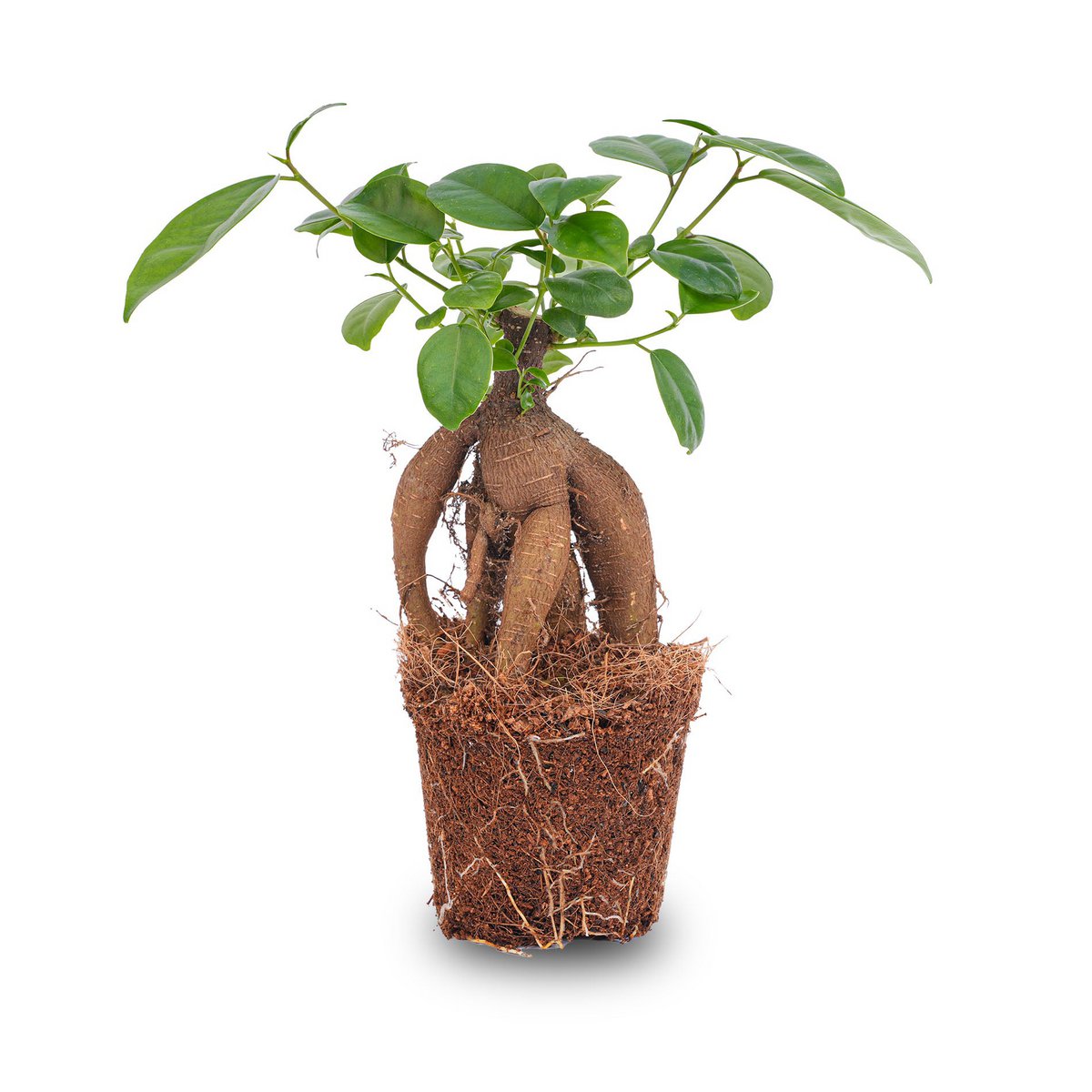 Ficus microcarpa Ginseng Bonsai – ↑20 cm