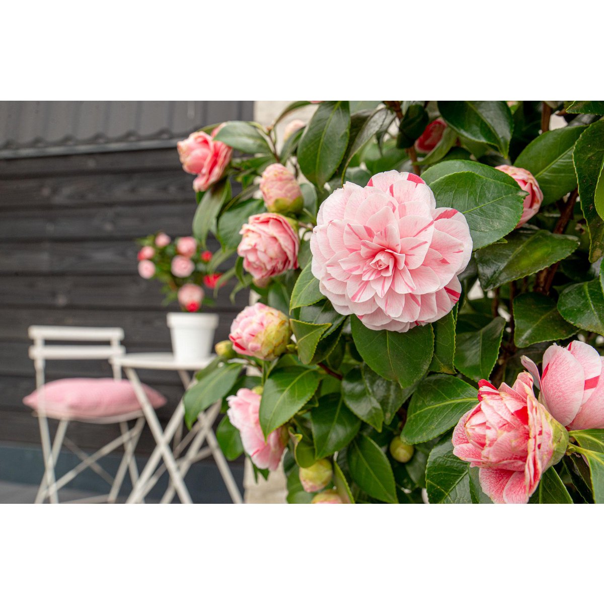 Camellia japonica ‘Bonomiana’ – Ø19 cm Topf – Höhe ca. 65 cm