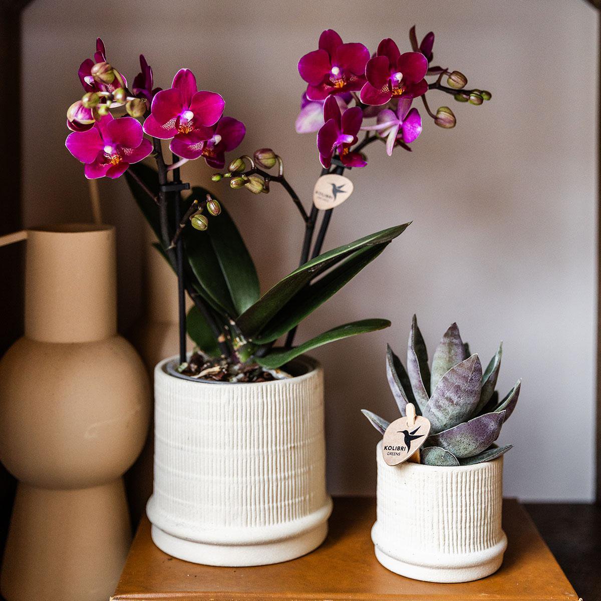 Übertopf Bali– gebrochenes Weiß – Ø6 cm