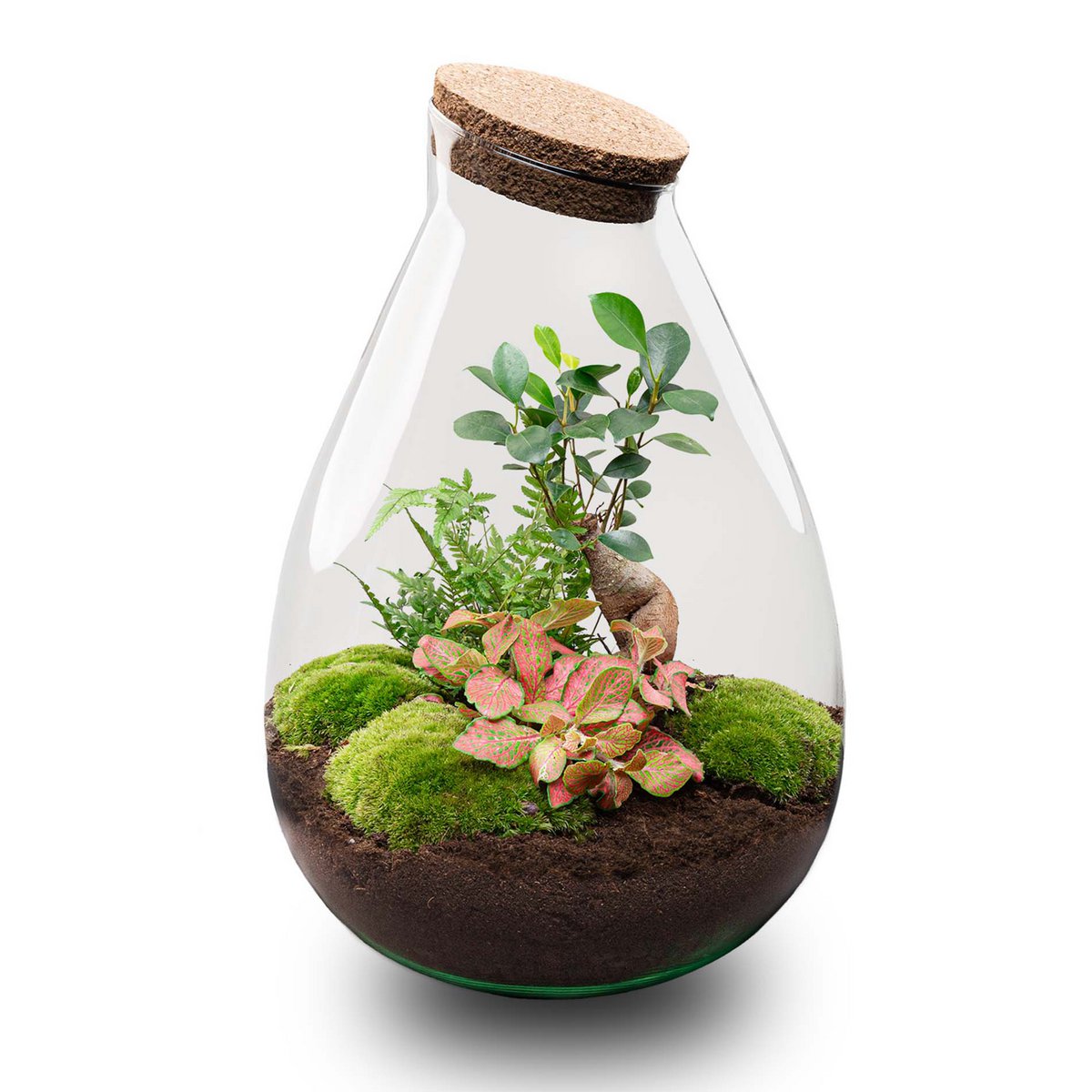 Terrarium-Bausatz – Drop XL Ficus Ginseng Bonsai – Flaschengarten – ↑ 37 cm