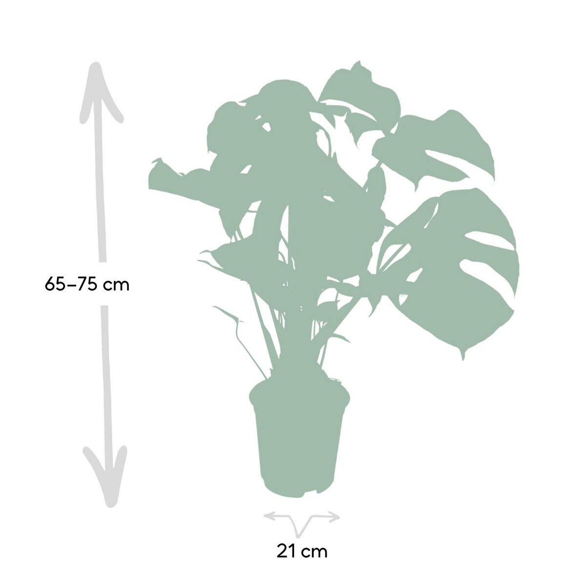 Monstera Deliciosa - Lochpflanze - Ø21cm - ↕65cm
