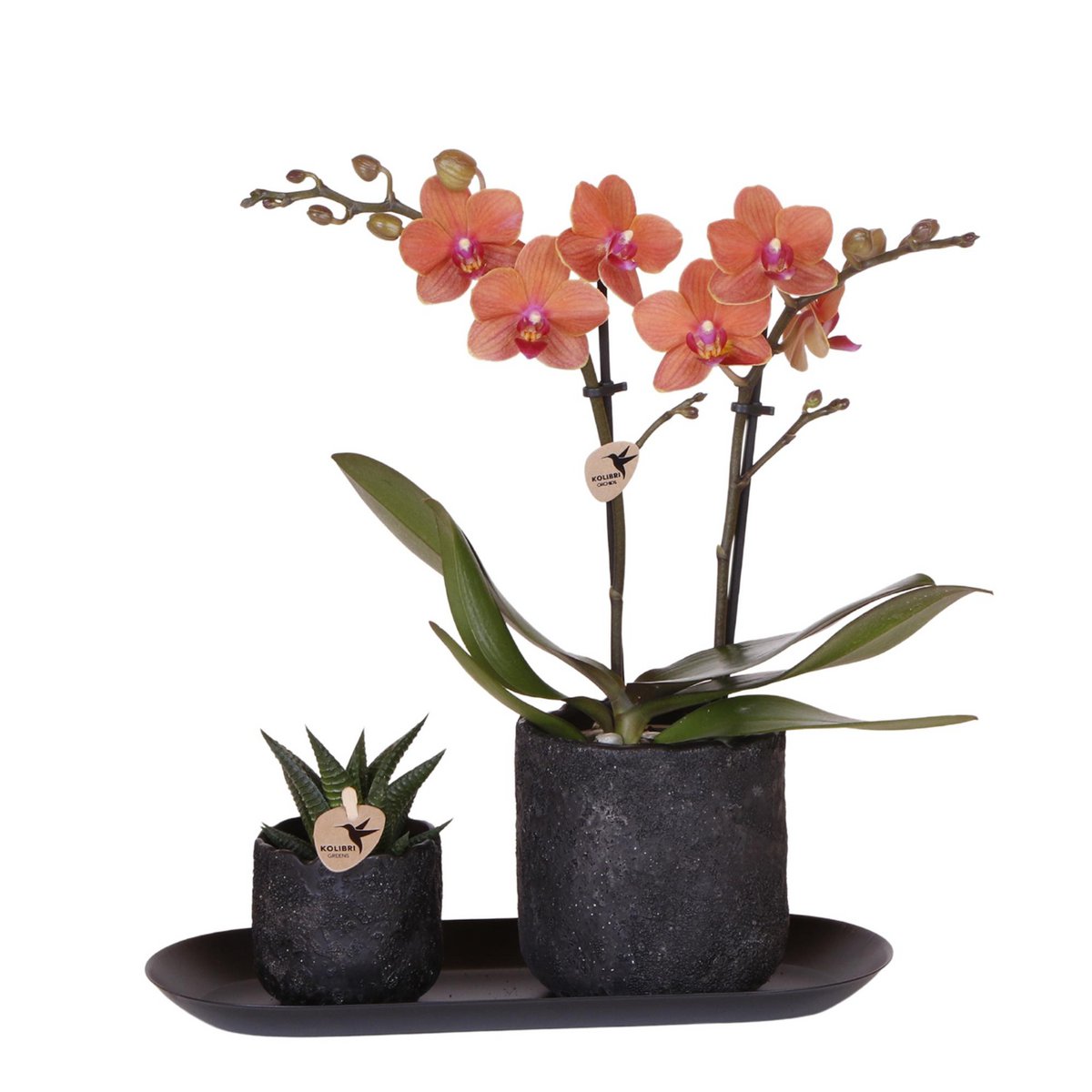 Pflanzenset Home Hub klein | Orangefarbene Phalaenopsis-Orchidee und Sukkulente inkl. dekorativer Keramiktöpfe auf schwarzem Tablett