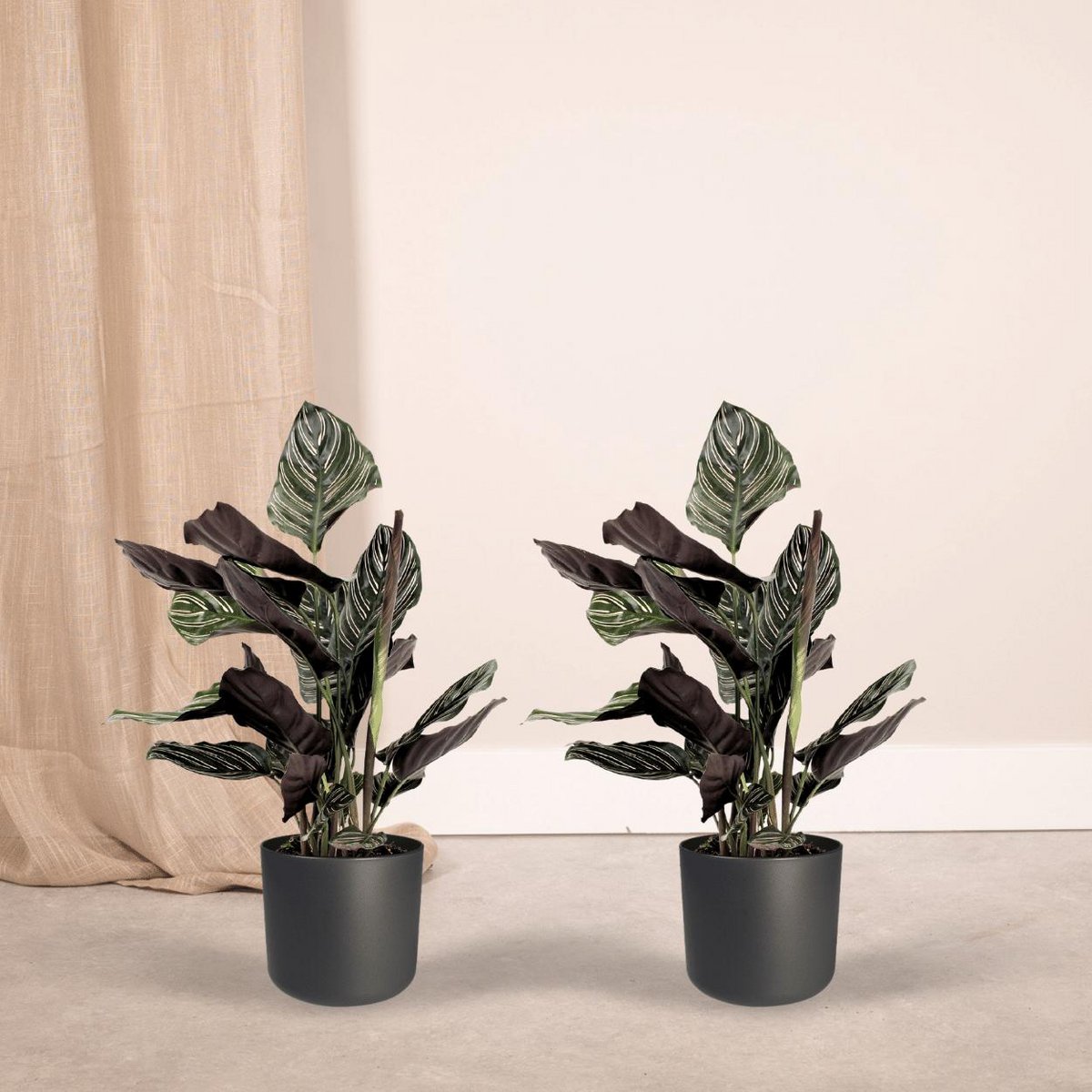 Calathea Ornata - Pfauenpflanze - 2 Stück - ø14cm - ↕50cm