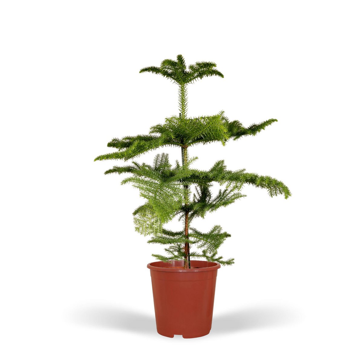 Araucaria -Zimmertanne Höhe 70cm Topfgröße 21cm – Tannendiele BlumenGut  Düsseldorf