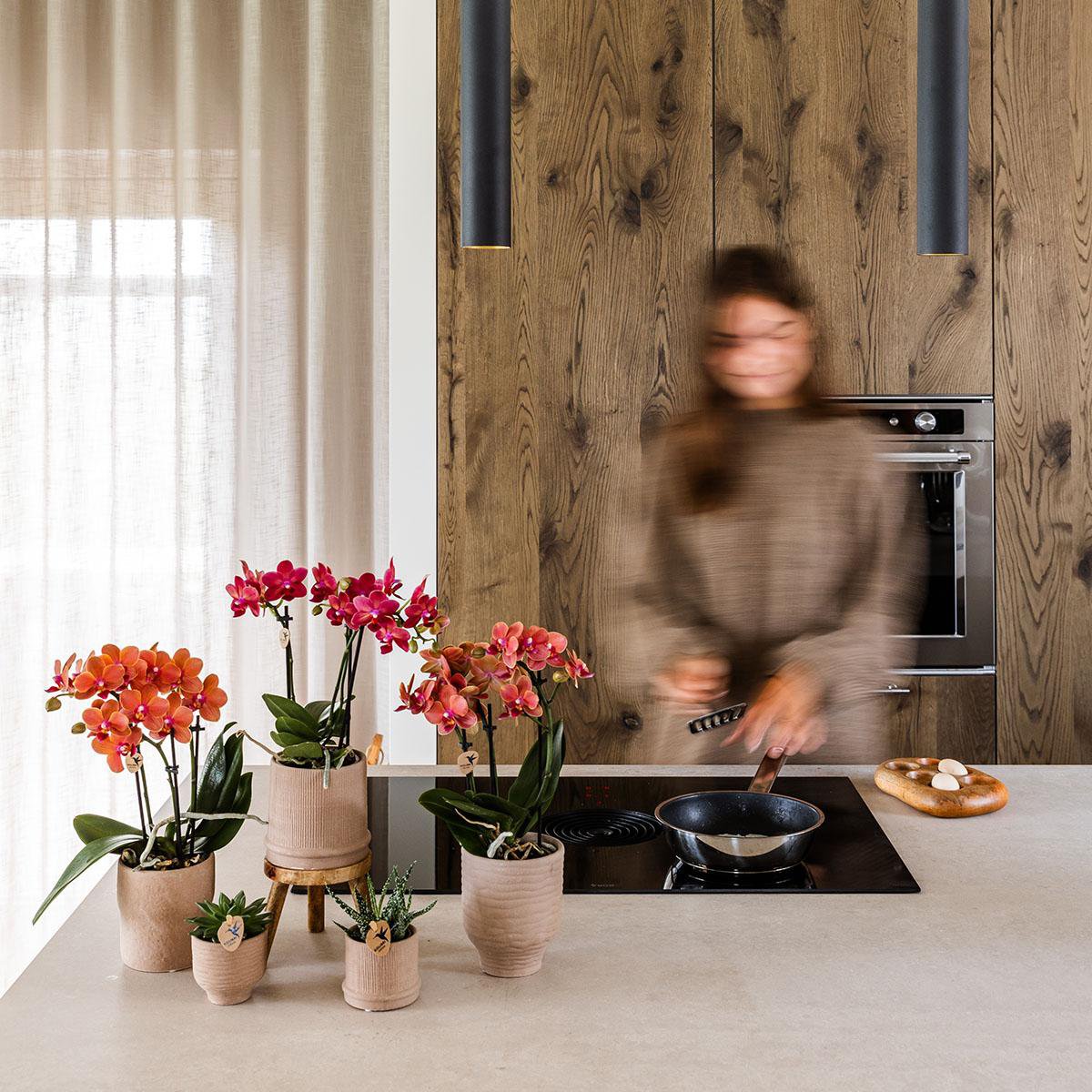 Rote Orchidee Kongo + Bali Dekotopf Sand - Topfgröße Ø9cm | blühende Zimmerpflanze – frisch vom Züchter