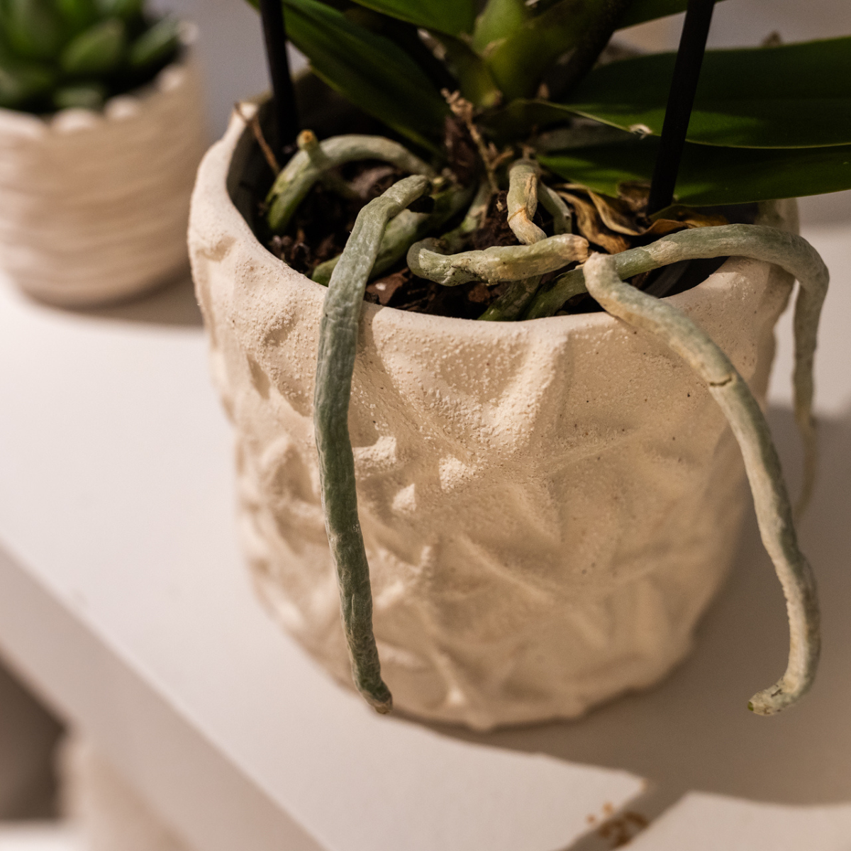 Seestern-Übertopf – gebrochenes Weiß – Ø6 cm