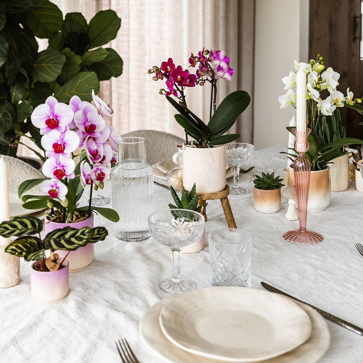 Kolibri-Startseite | Gradience Siertopf - Rosa - Ø6cm