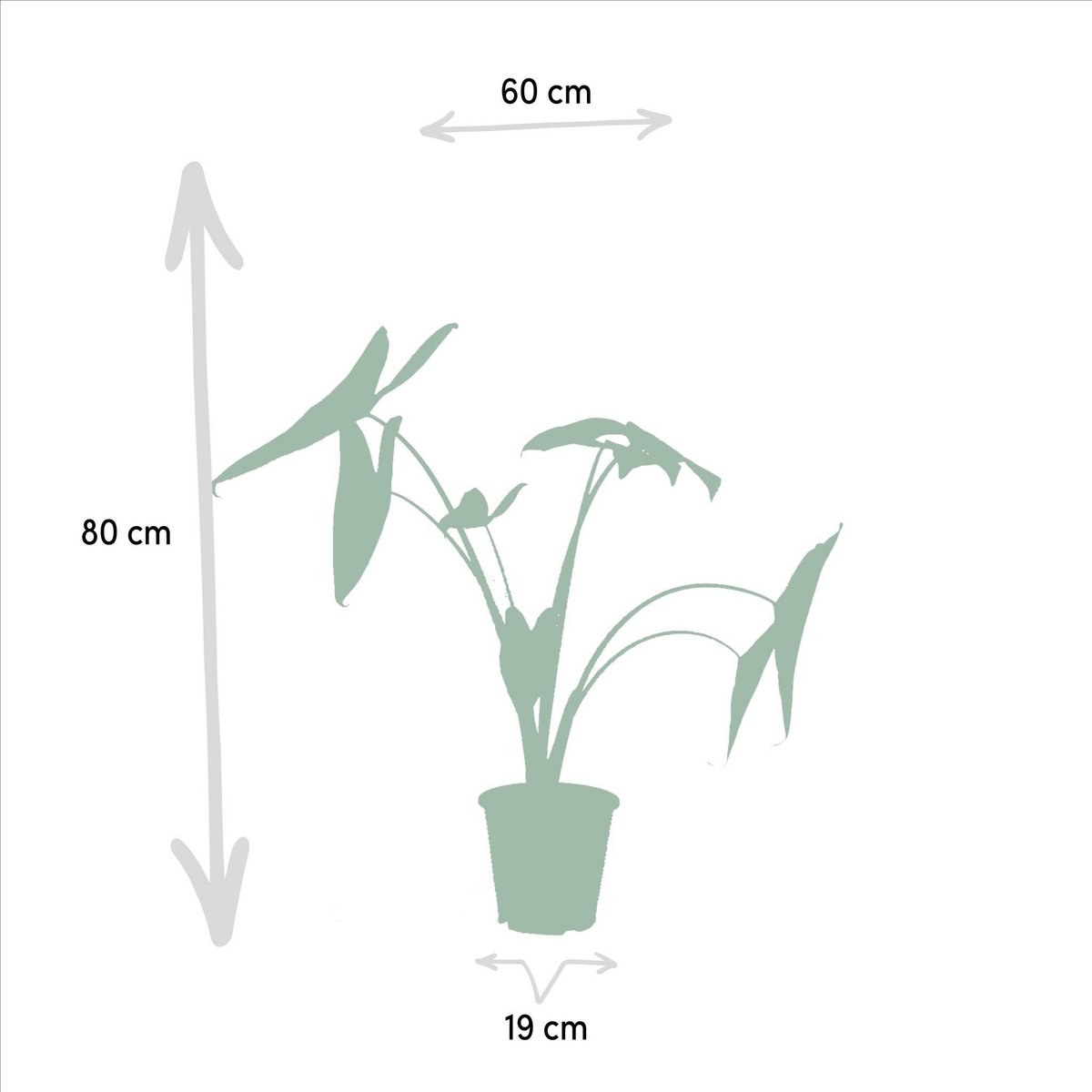 Monstera delyiciosa - ↨75cm - Ø21cm + Alcasia Zebrina - ↨75cm - Ø19cm + Strelitzia Nicolai - ↨85cm - Ø19cm