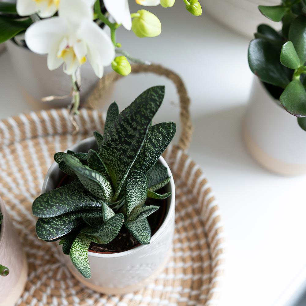 Dekorative Schale - Weißes geflochtenes Tablett Ø30cm