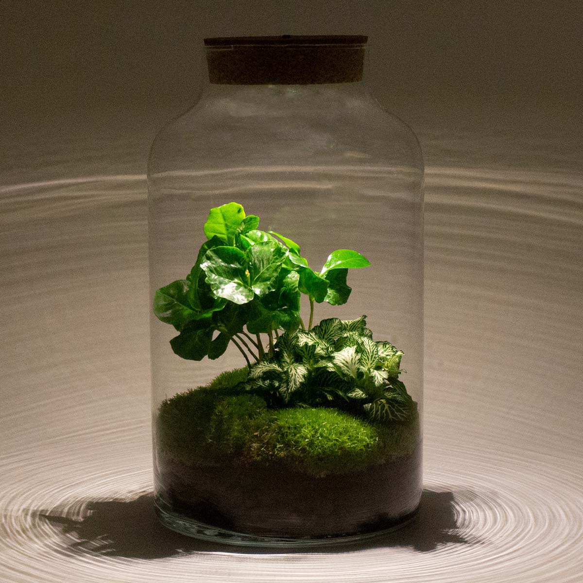 Terrarium-Bausatz – Cuffea und Fittonia mit Licht – Flaschengarten – ↑ 31 cm