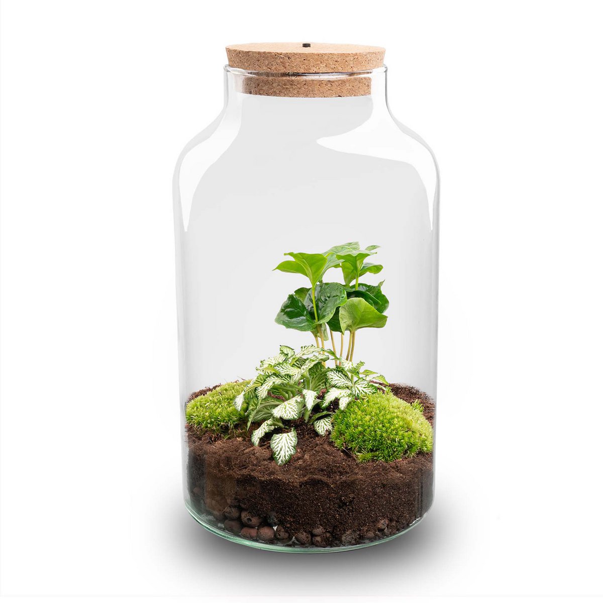 Terrarium-Bausatz – Cuffea und Fittonia mit Licht – Flaschengarten – ↑ 31 cm