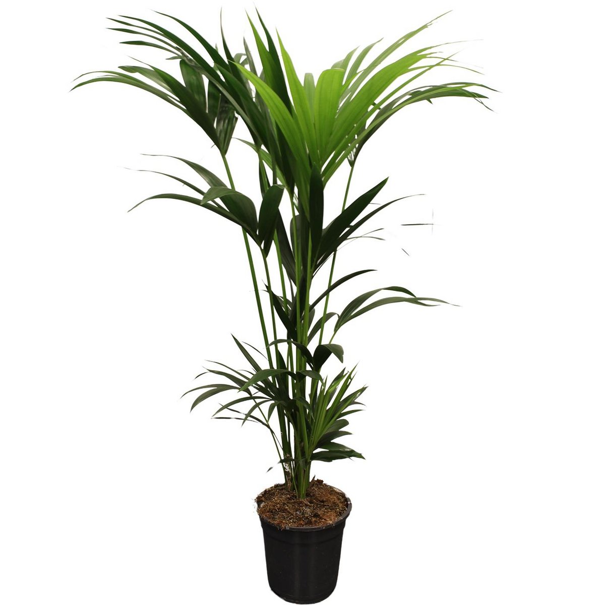 Howea Forsteriana (Kentia) 5 Triebe 120-140 cm - Ø21 cm - ↕120 cm