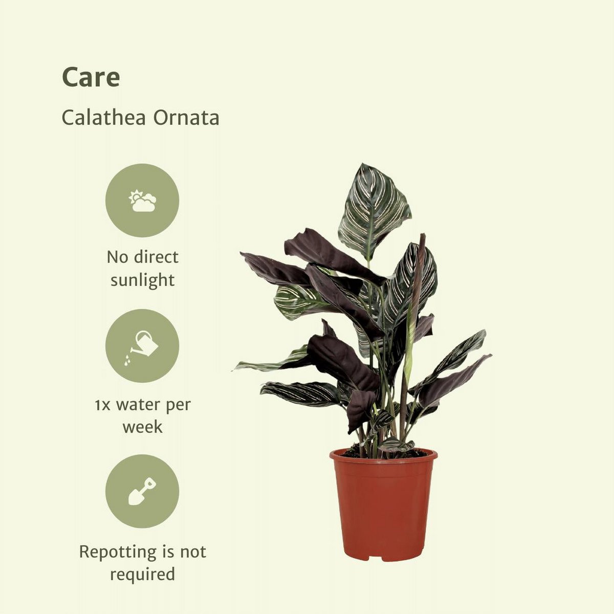 Calathea Ornata - Pfauenpflanze - 2 Stück - ø14cm - ↕50cm