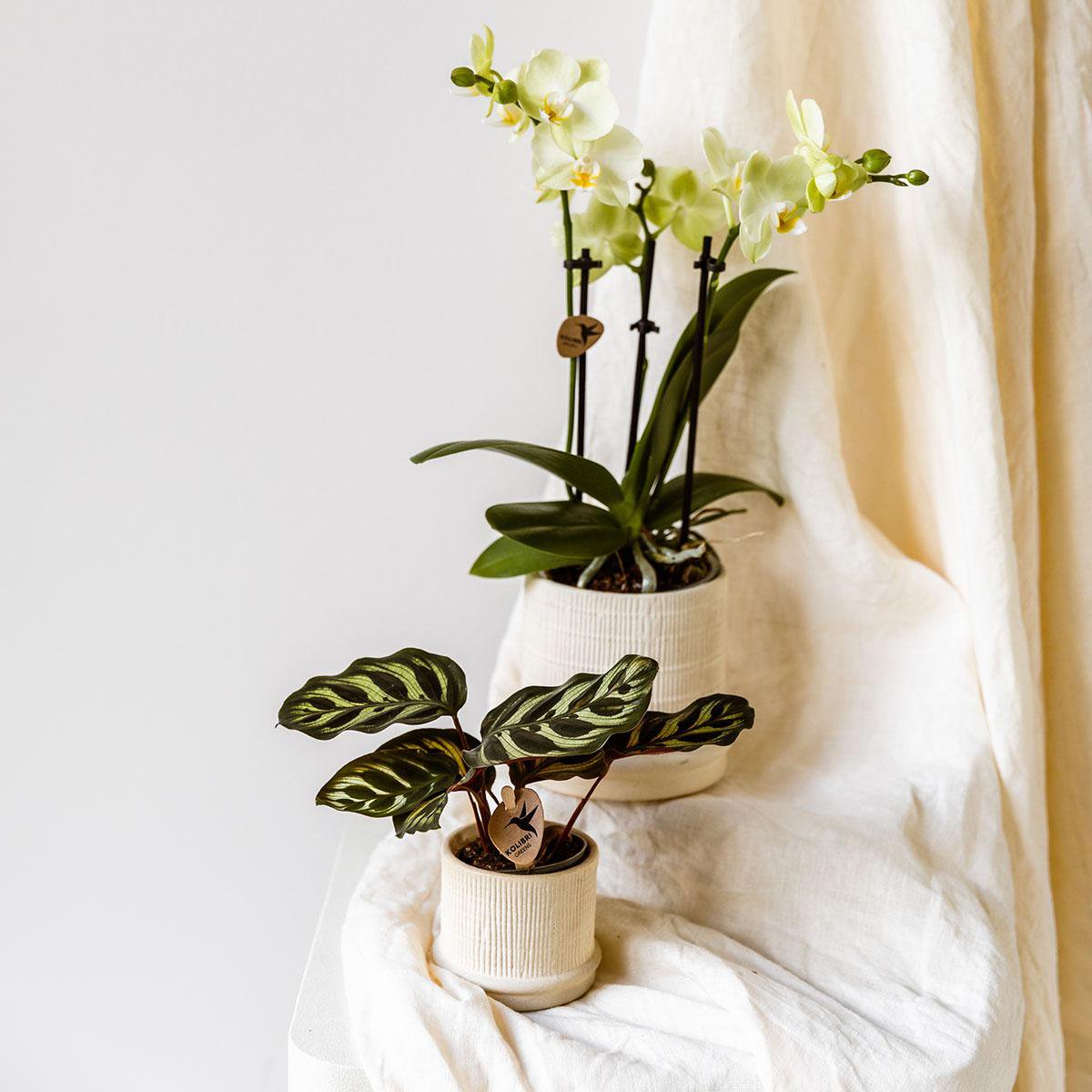 Übertopf Bali– gebrochenes Weiß – Ø6 cm