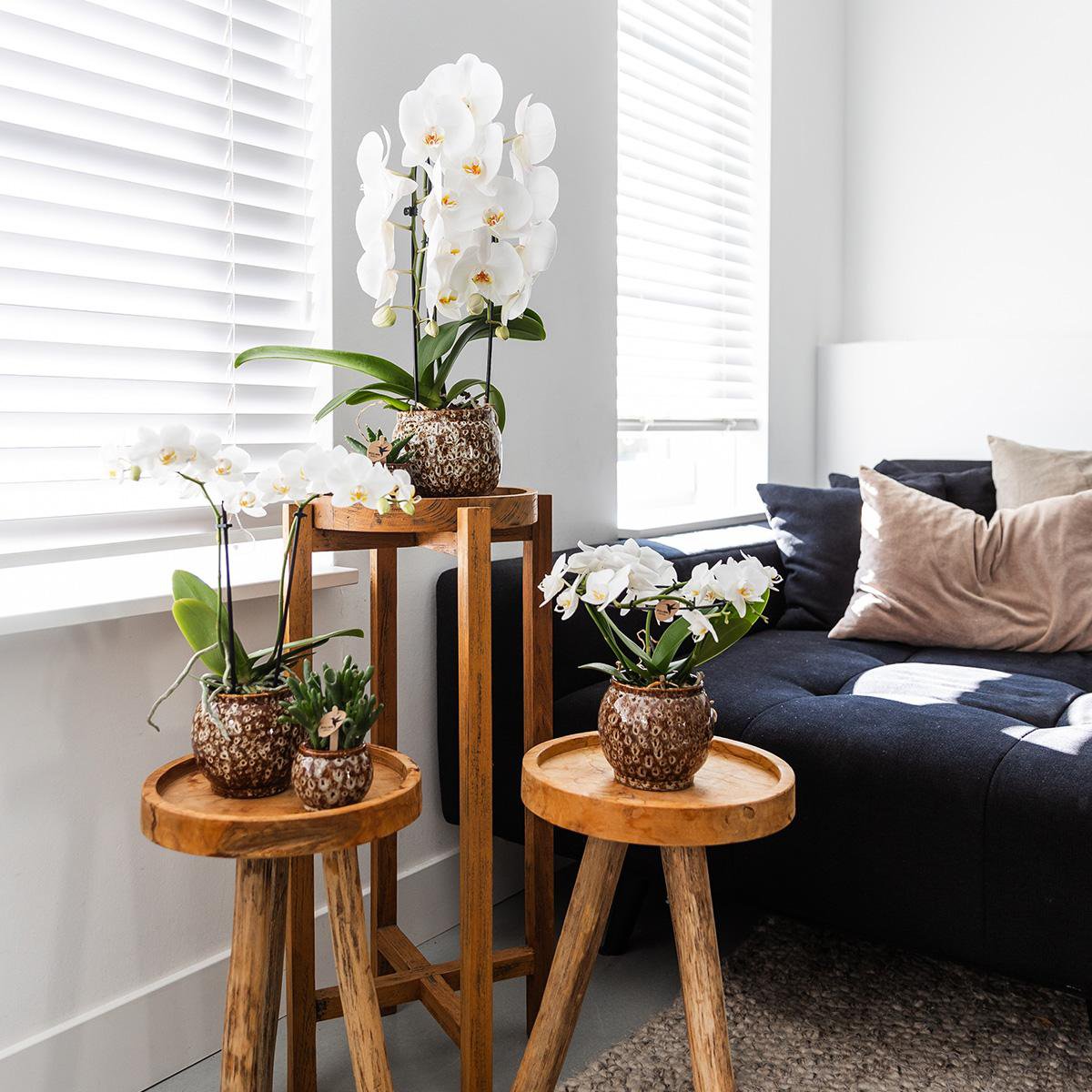 Übertopf Safari - 12 - Ø12cm