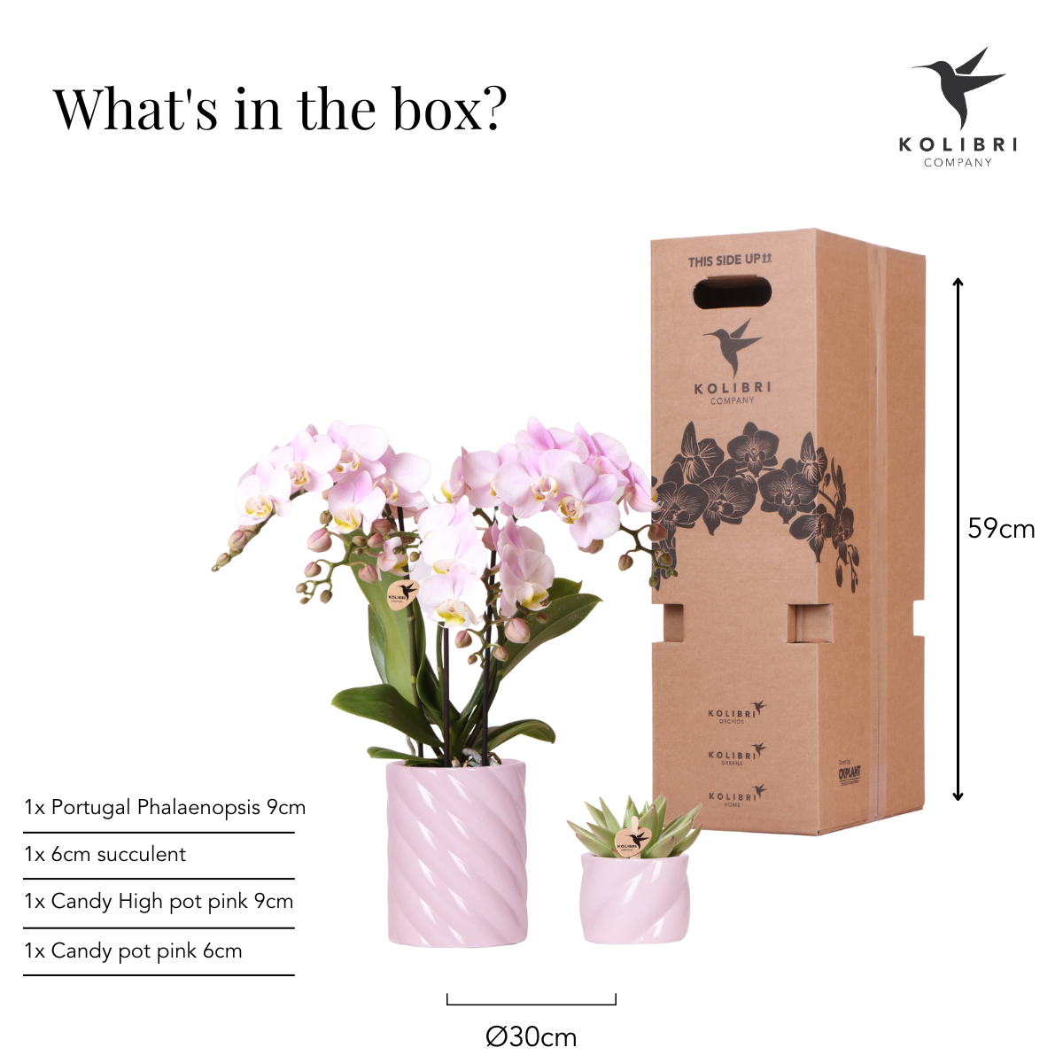 Pflanzenset Valentine 'Candy' | Pink Phalaenopsis Orchid Portugal und Sukkulente inkl