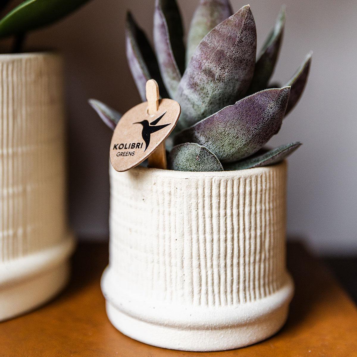 Übertopf Bali– gebrochenes Weiß – Ø6 cm