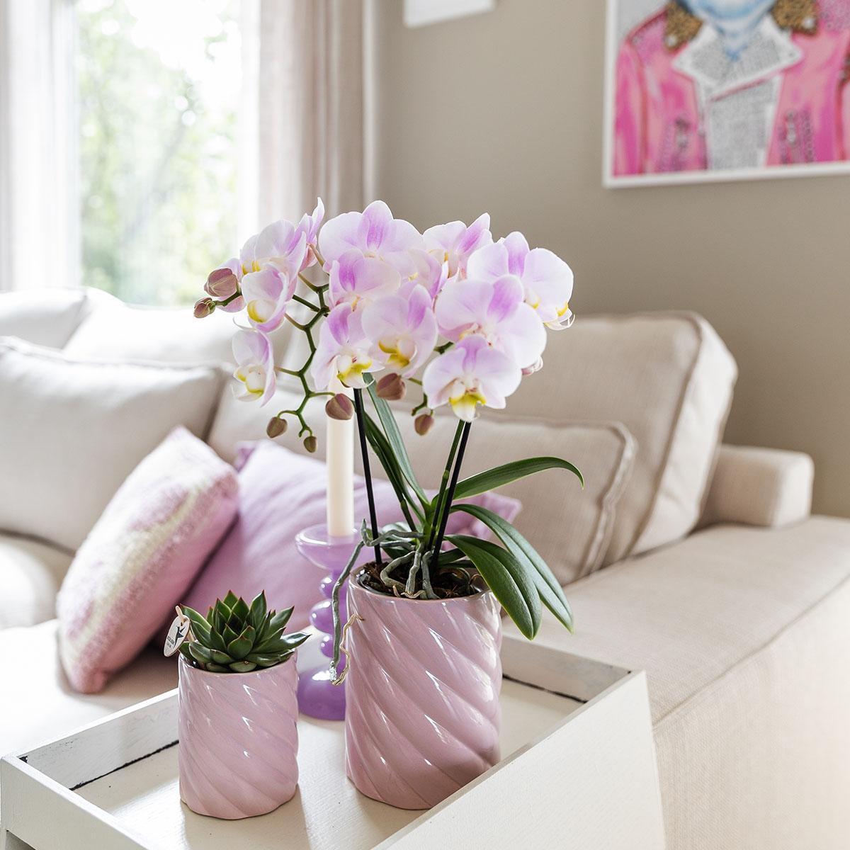 Orchideen | Rosa Phalaenopsis-Orchidee - Portugal - Topfgröße Ø9cm | blühende Zimmerpflanze – frisch aus der Gärtnerei