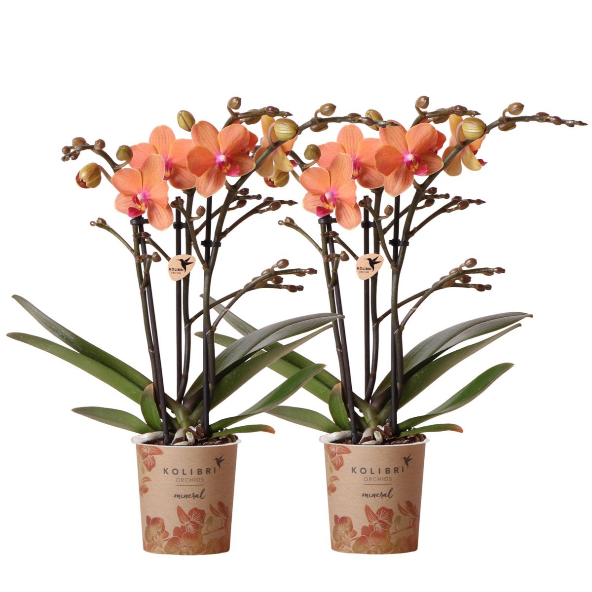 Deal von 2 orange Phalaenopsis Orchideen - Bolzano - Topfgröße Ø9cm Blüte Zimmerpflanze - frisch vom Züchter aus dem Züchter