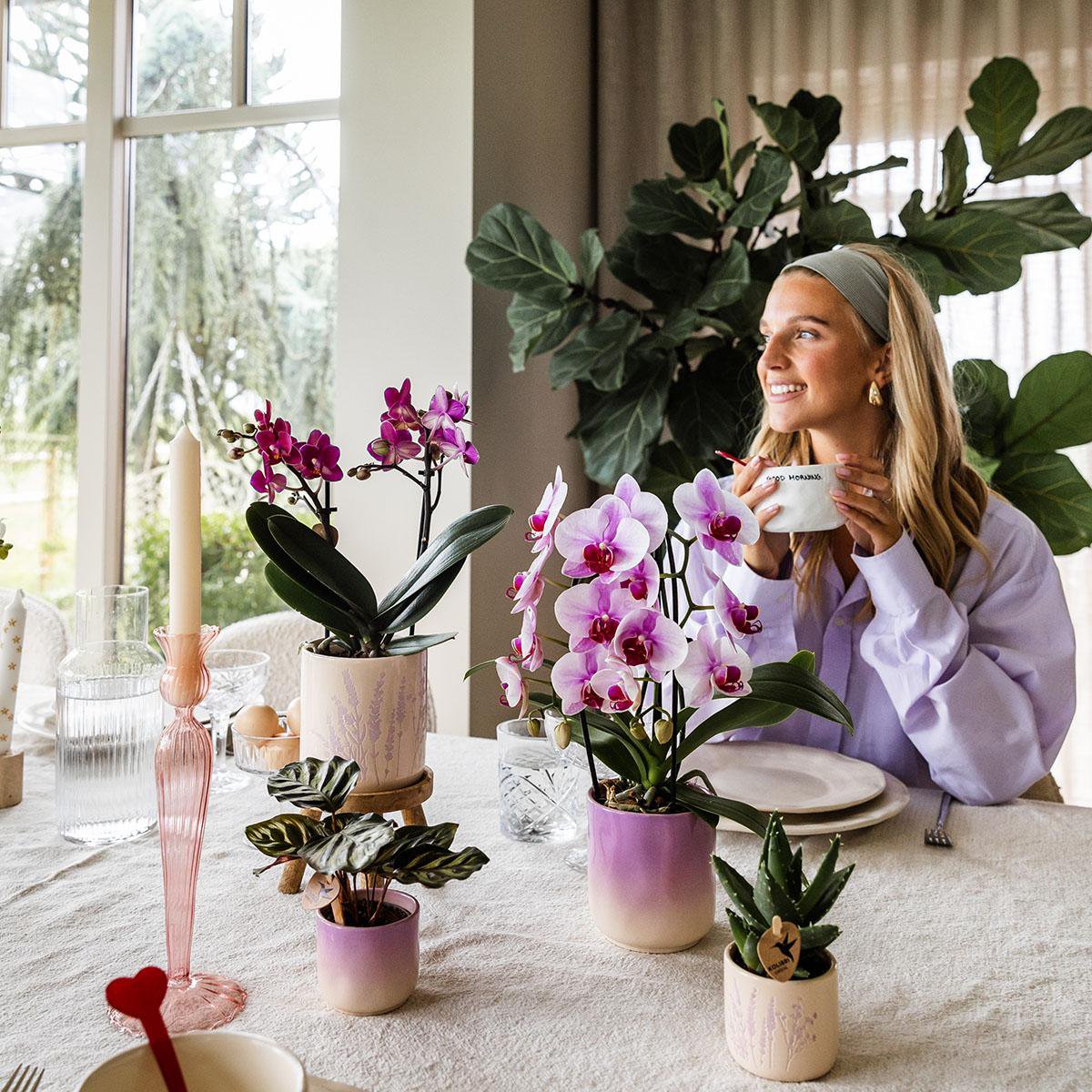 Kolibri-Startseite | Gradience Siertopf - Rosa - Ø6cm