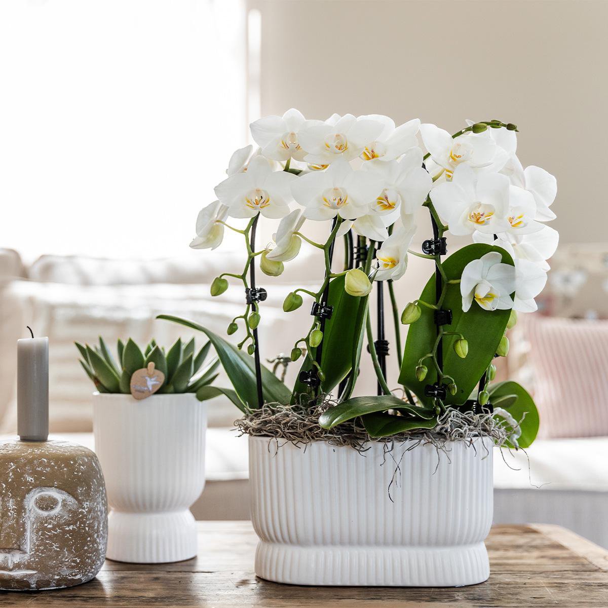 Übertopf „Diabolo“ -Topf weiß - Ø9cm