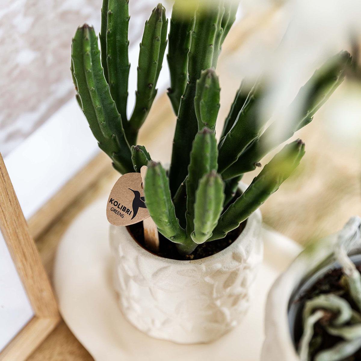 Seestern-Übertopf – gebrochenes Weiß – Ø6 cm