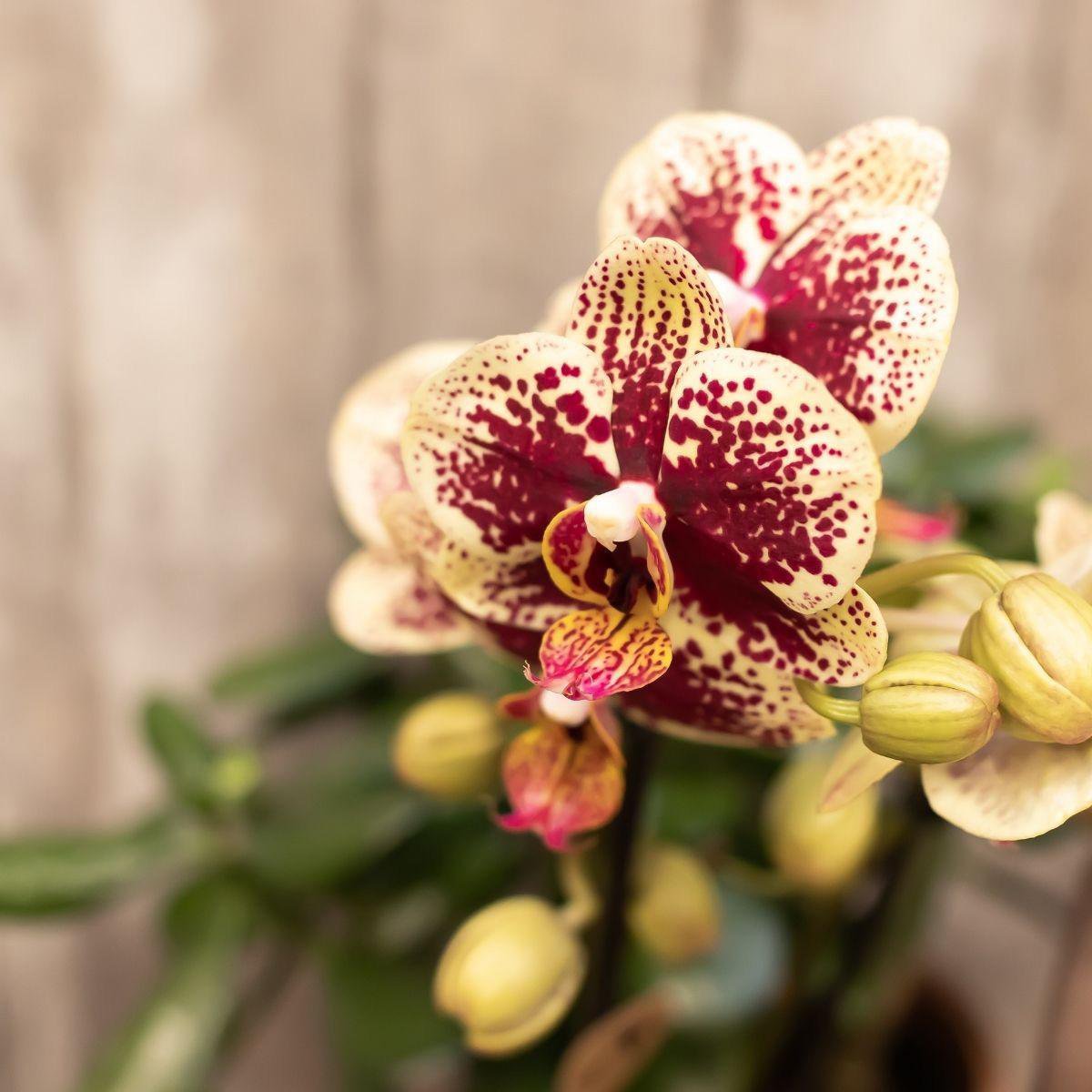 DEAL - KOMBI-ANGEBOT mit 4 gelb-roten Phalaenopsis-Orchideen - Spanien - Topfgröße Ø9cm | blühende Zimmerpflanze – frisch vom Züchter