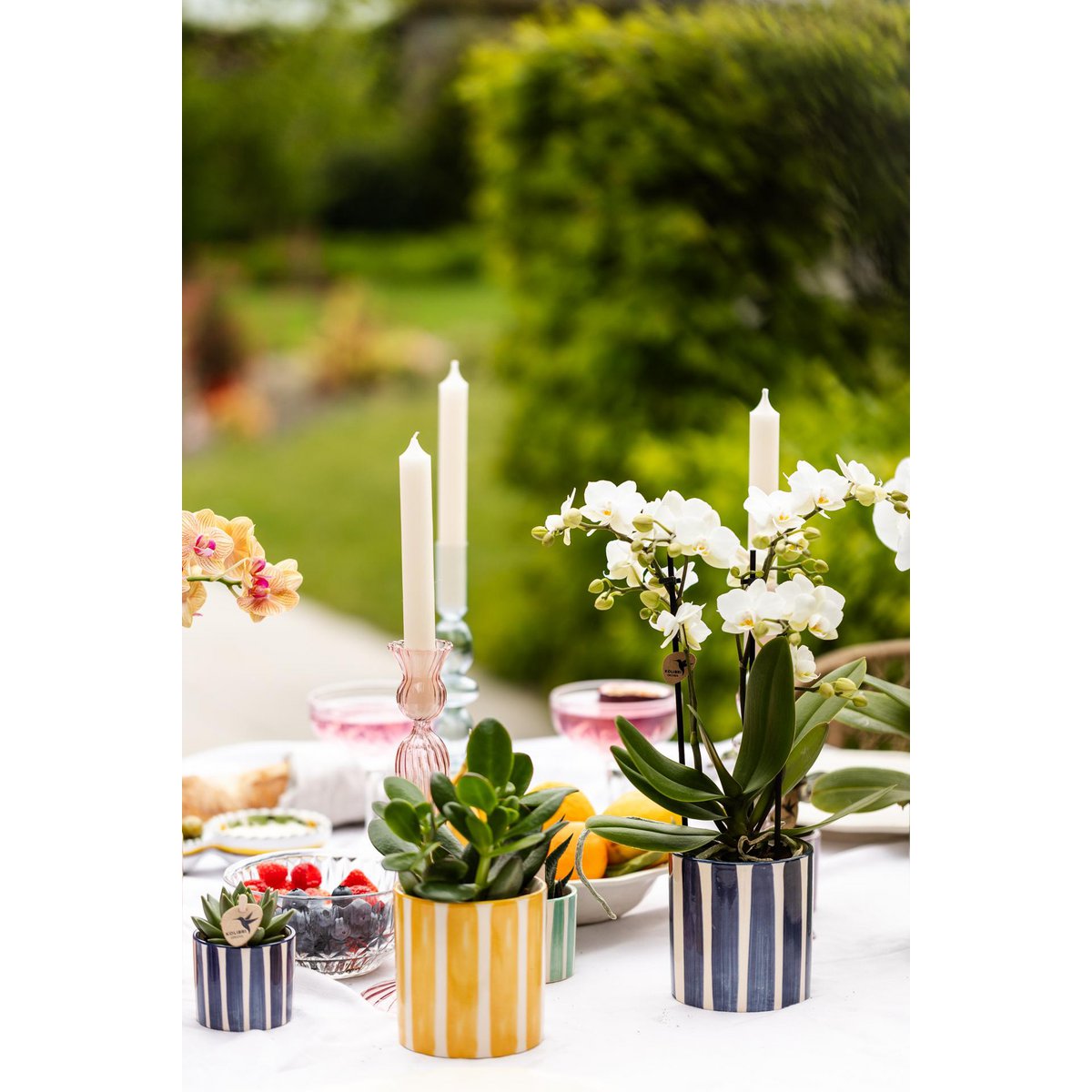 Mischung aus grünen Pflanzen + dekorativen Töpfen mit bemalten Streifen – Topfgröße Ø9 cm und Ø6 cm | blühende Zimmerpflanzen – frisch vom Züchter