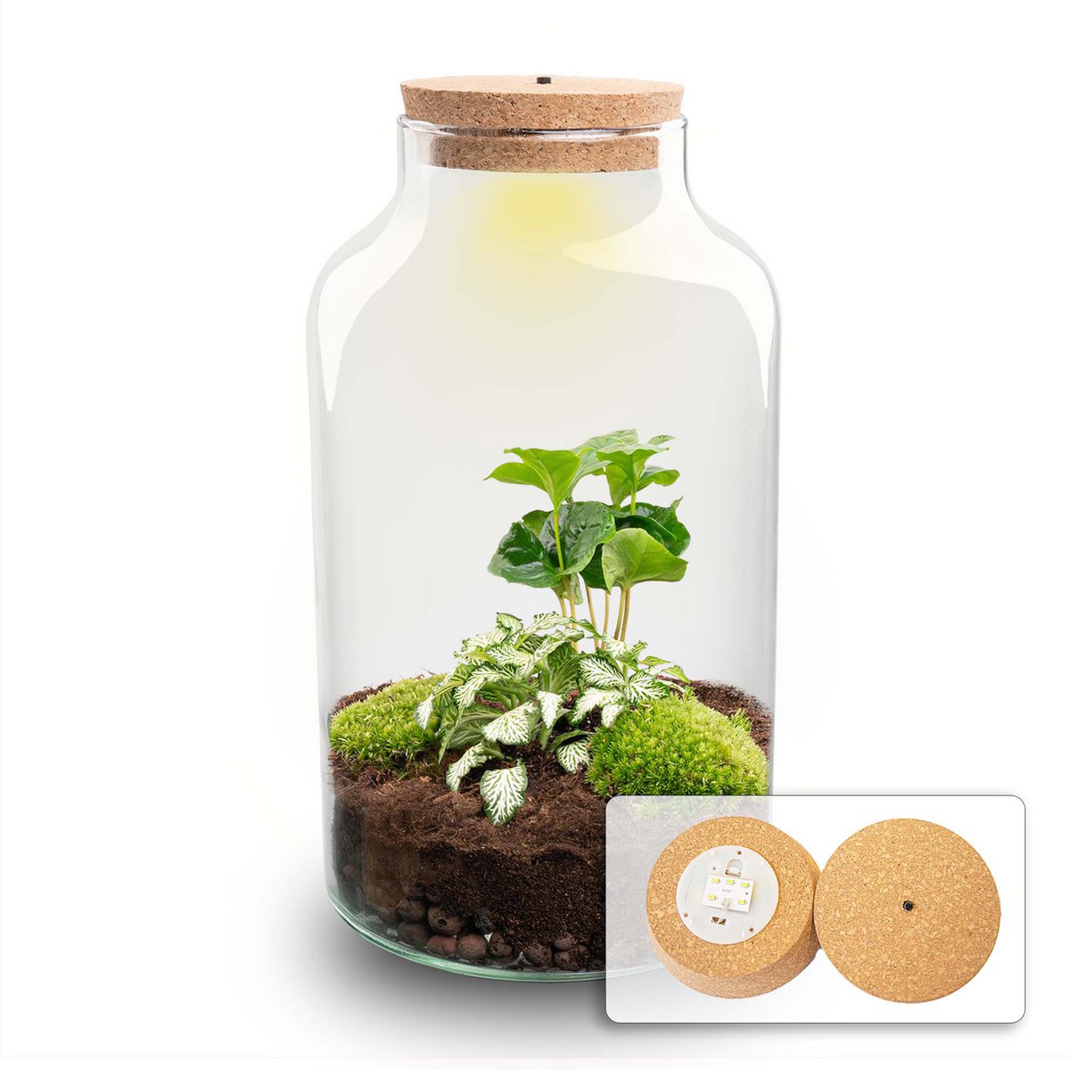 Terrarium-Bausatz – Cuffea und Fittonia mit Licht – Flaschengarten – ↑ 31 cm