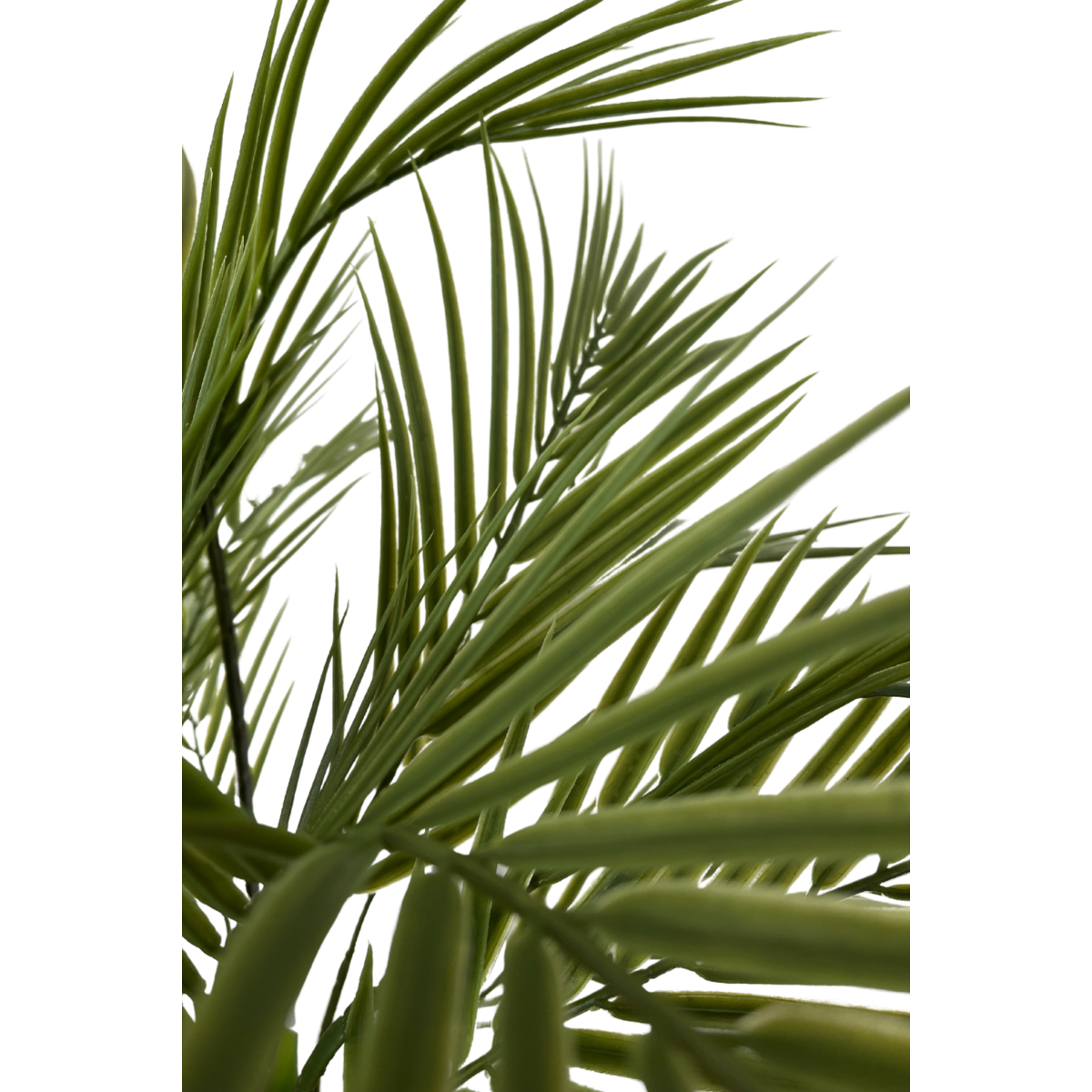 künstliche palme gebraucht kaufen Künstliche Palme 180cm – Tannendiele BlumenGut Düsseldorf