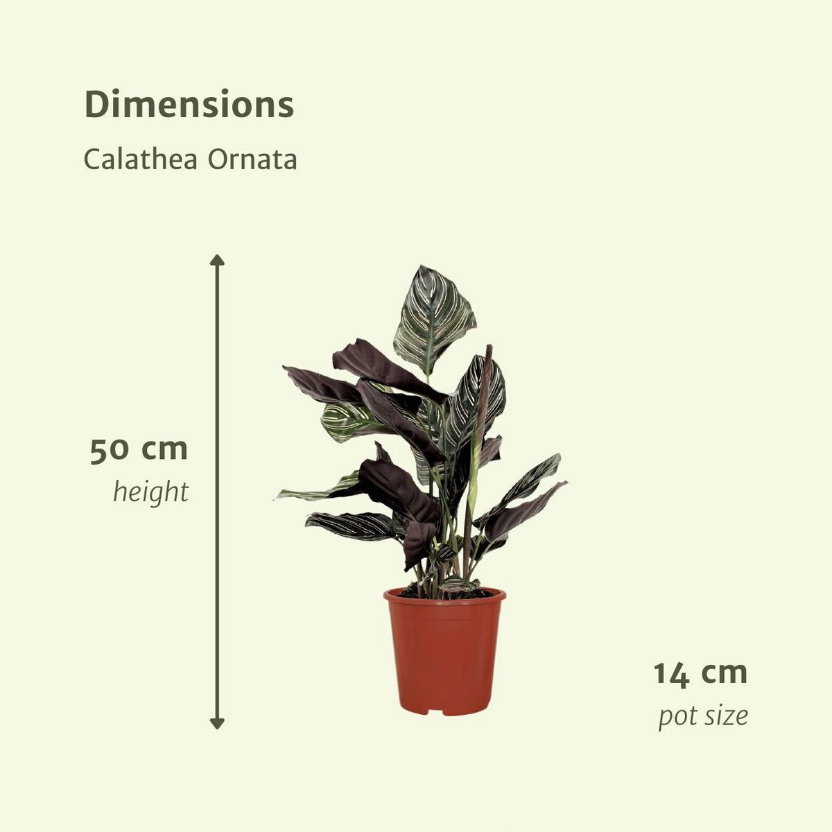 Calathea Ornata - Pfauenpflanze - 2 Stück - ø14cm - ↕50cm
