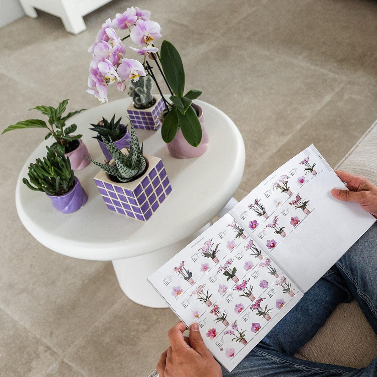 Übertopf „Candy“ - Flieder - Ø6cm