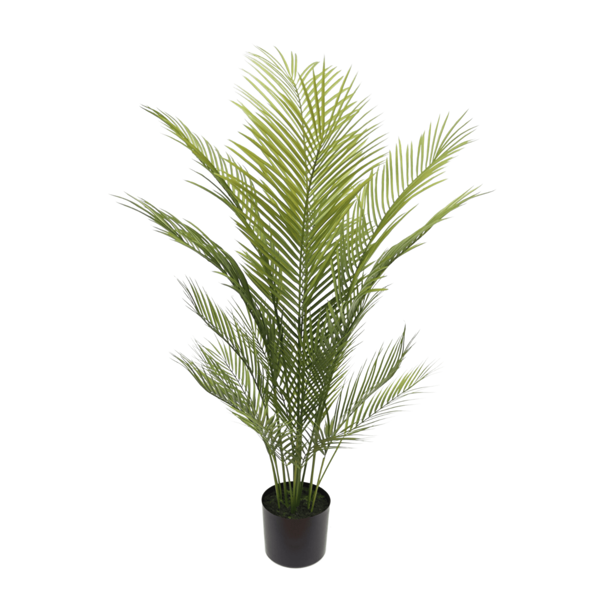 Künstliche Palme 120cm – Tannendiele BlumenGut Düsseldorf