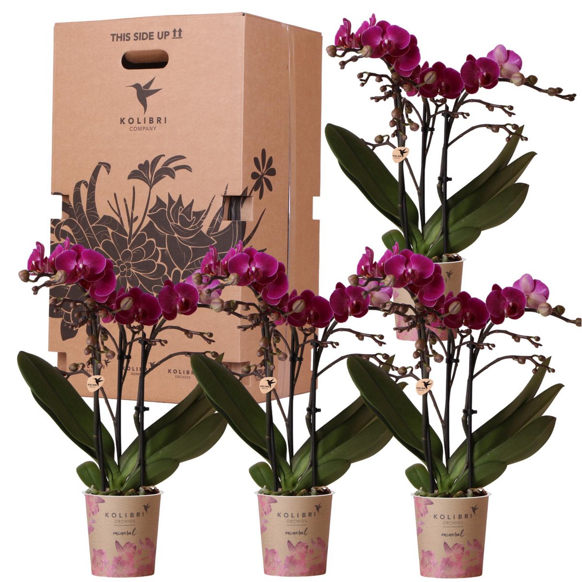 Orchideen - Überraschungsbox, Überraschungsbox mit 4 verschiedenen Orchideen - frisch vom Görtner