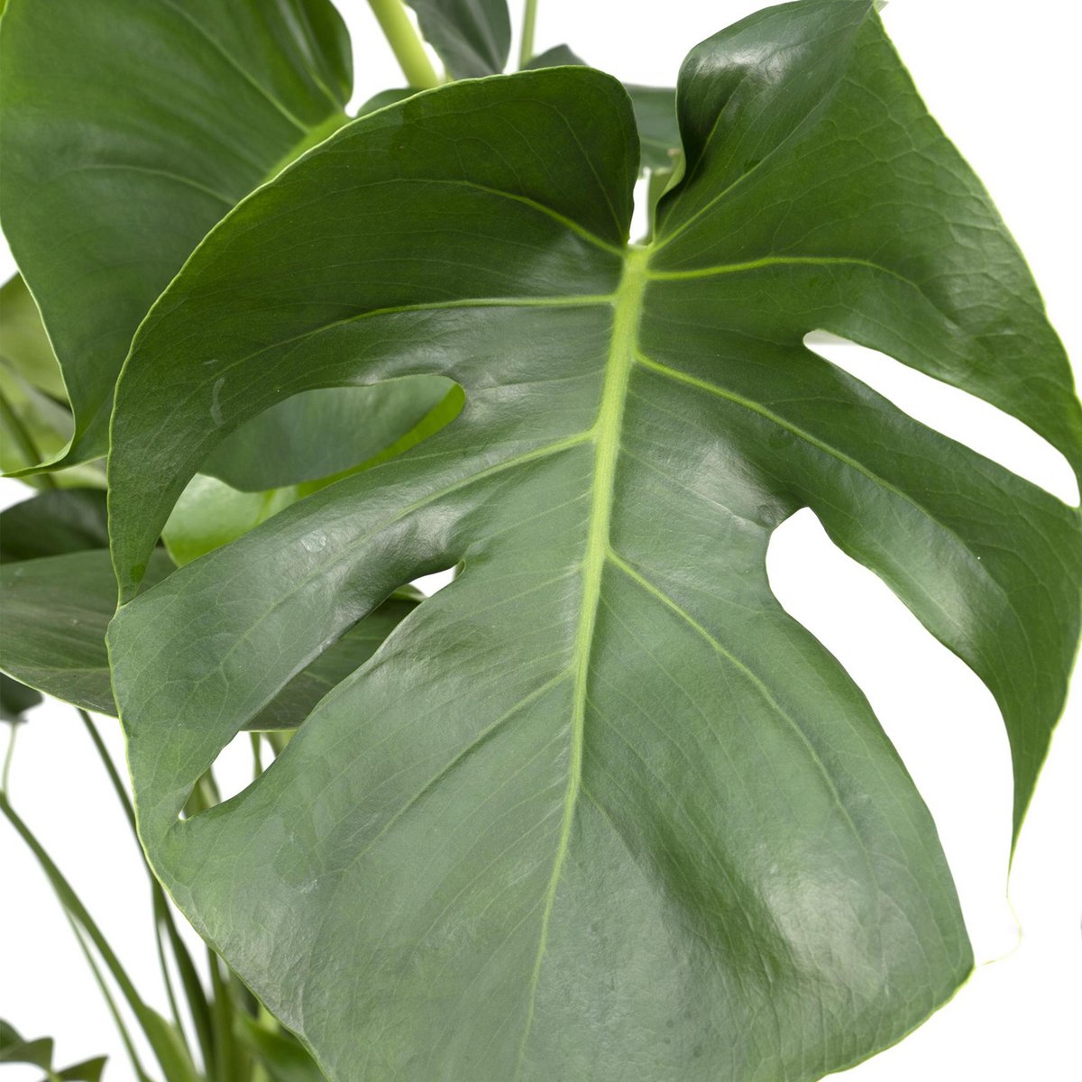Monstera Deliciosa - Lochpflanze - Ø21cm