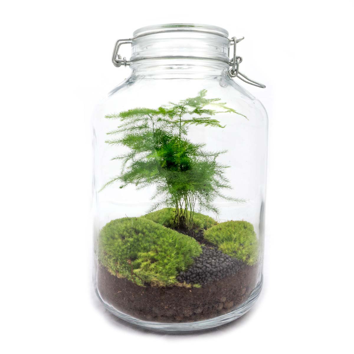 Glas-Terrarium-Set – Asperagus – Flaschengarten – ↑ 28 cm