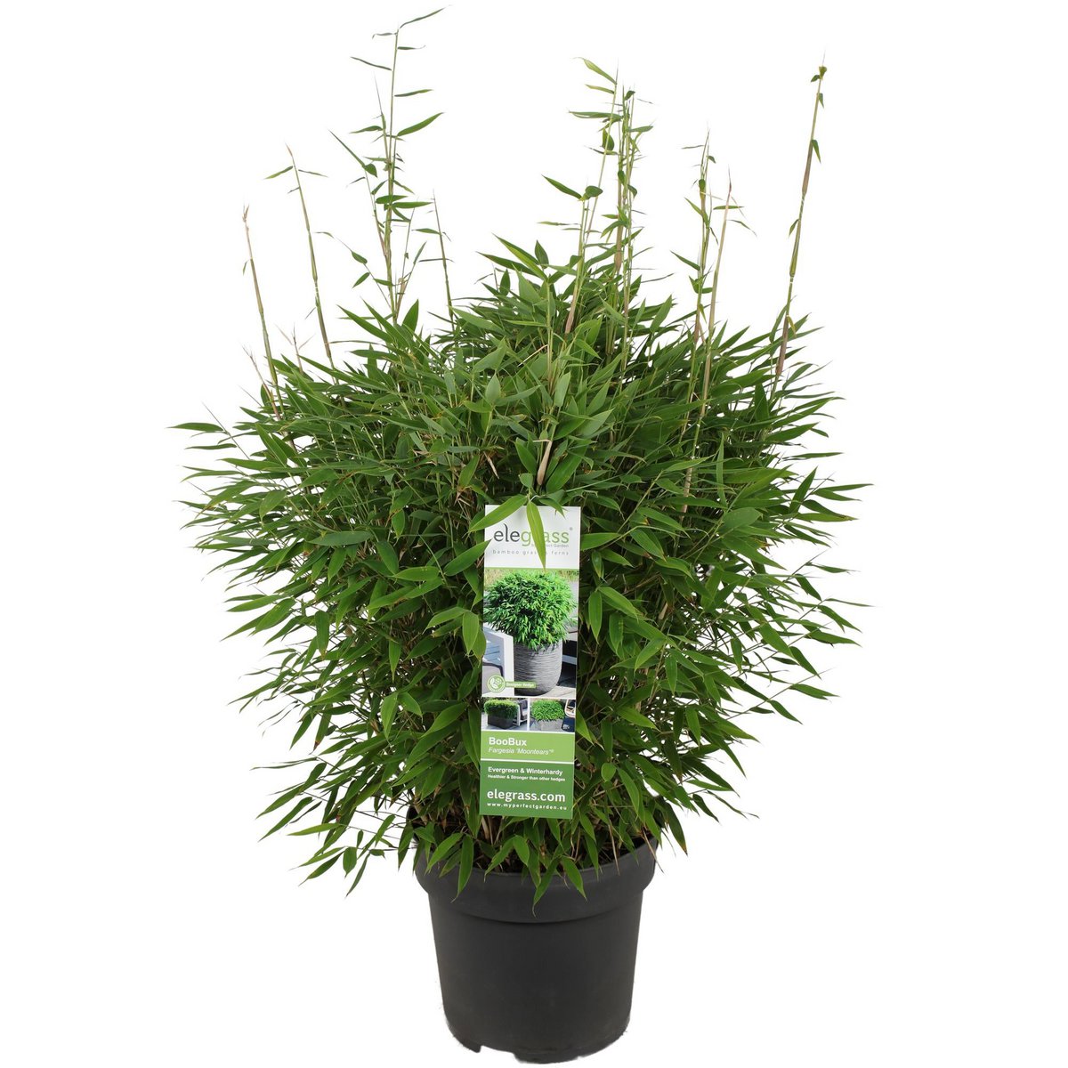 Fargesia 'MoonTears'® Boobux