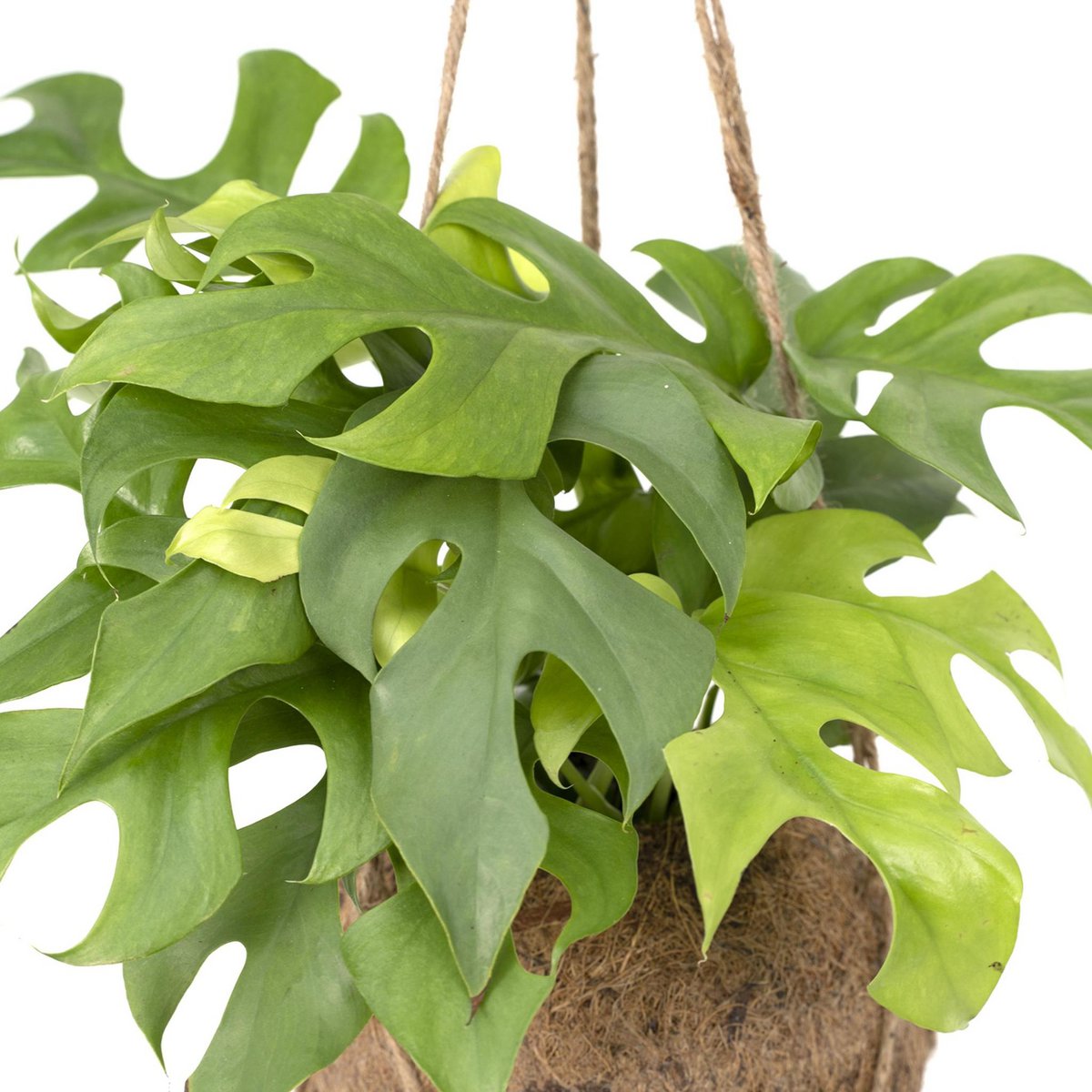 Kokodama Monstera Minima Hang – Lochpflanze – Ø15 cm – ↕25 cm – Tannendiele  BlumenGut Düsseldorf