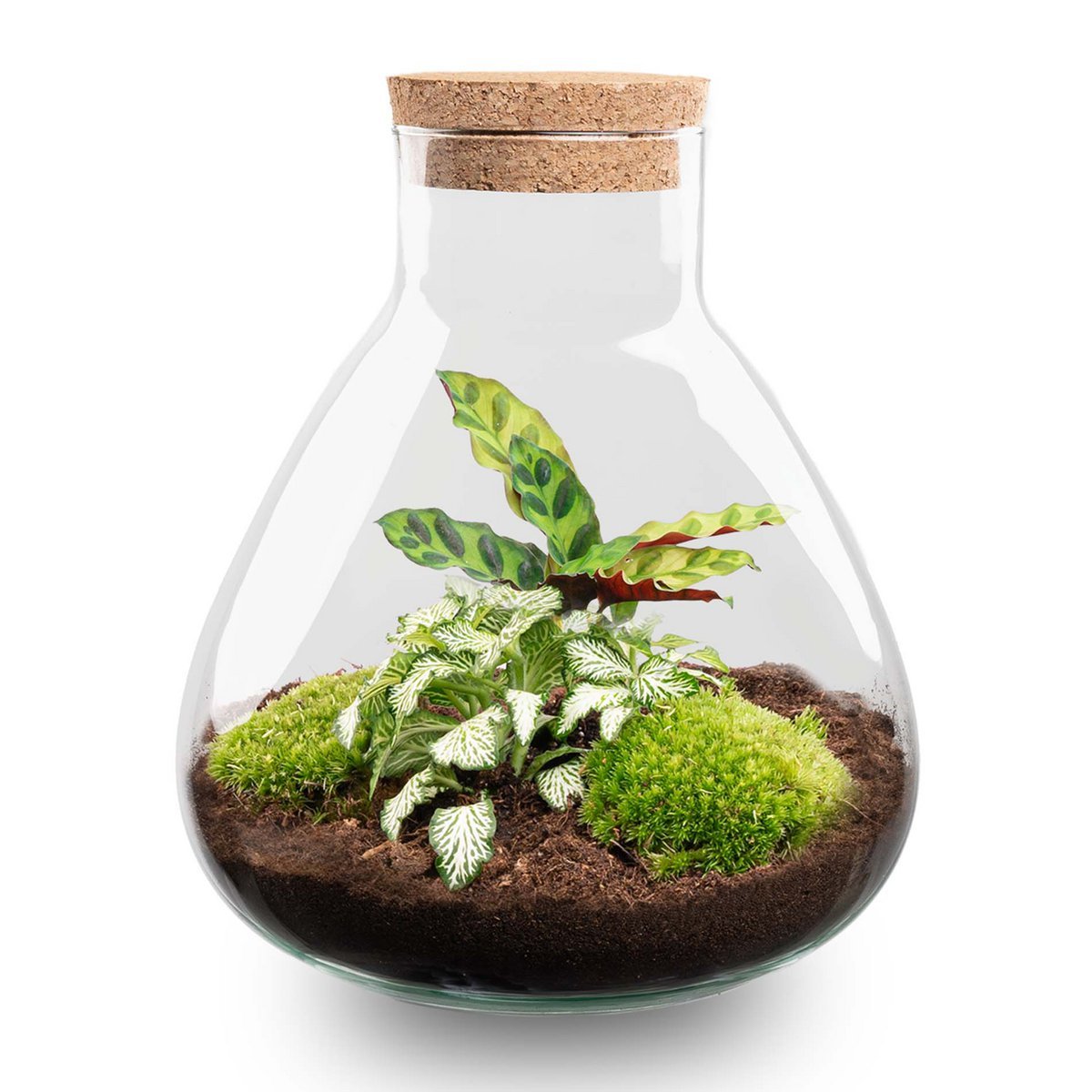 Terrarium-Bausatz – Sammie – Flaschengarten – ↑ 27 cm